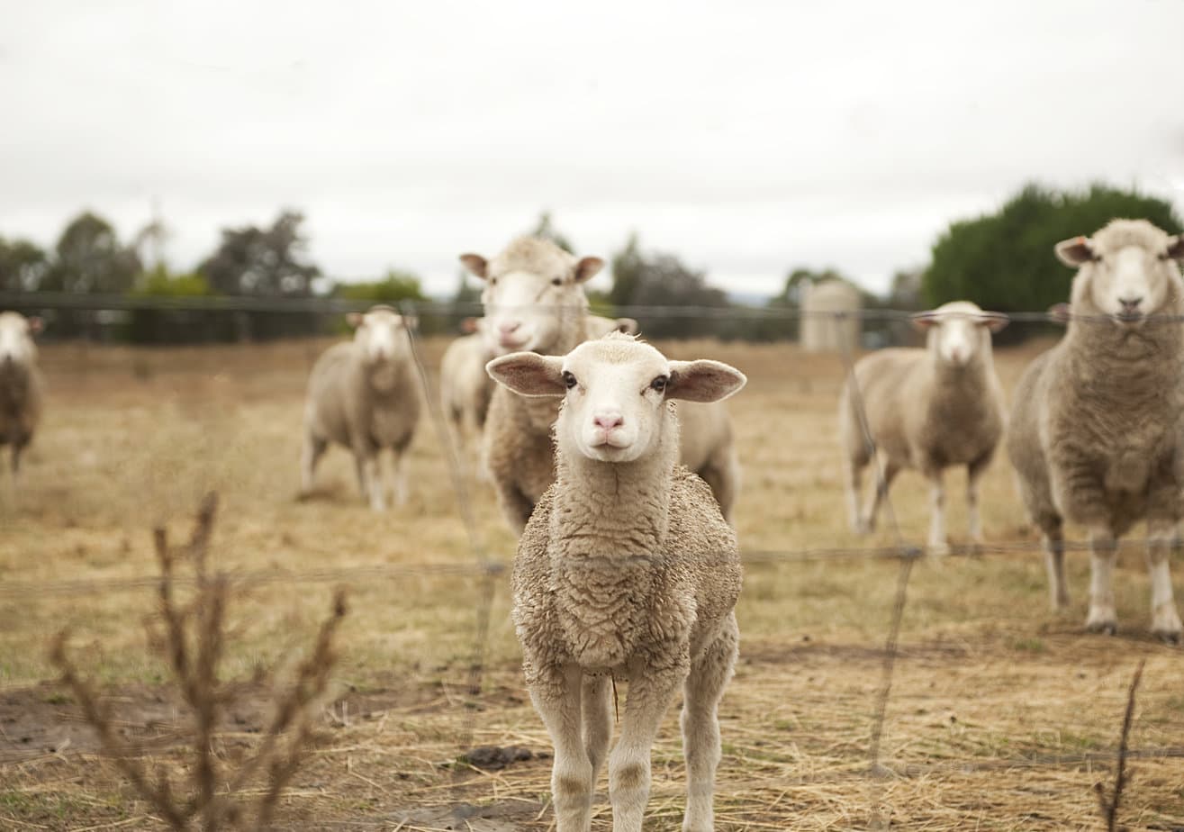 Banks supporting the agriculture sector to sow the seeds of success 